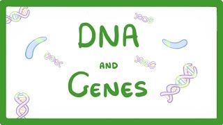 GCSE Biology  DNA Part 1  Genes and the Genome 63 [upl. by Aveneg]