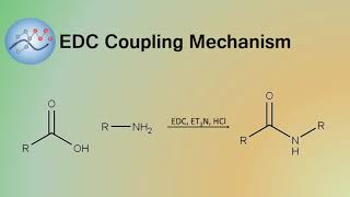 EDC Coupling Mechanism  Organic Chemistry [upl. by Dorsey]