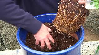 How to plant clematis in containers [upl. by Lemrac]