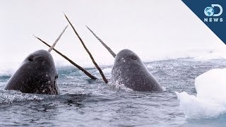 Amazing Facts About The Narwhal Tusk [upl. by Meyer]