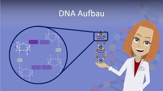 DNA Aufbau leicht erklärt [upl. by Elamaj]