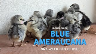 Blue Ameraucana 1WeekOld Chicks [upl. by Vanna]