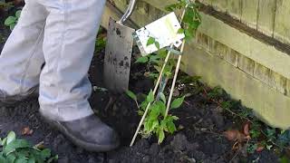 How to Plant a Clematis [upl. by Netsirt]