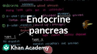 Endocrine pancreas  Gastrointestinal system physiology  NCLEXRN  Khan Academy [upl. by Adora172]