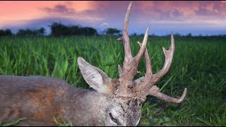 Roebuck hunting in Romania 2017 best of compilation Rehbockjagd in Rumänien 2017 beste Momente [upl. by Harikahs]