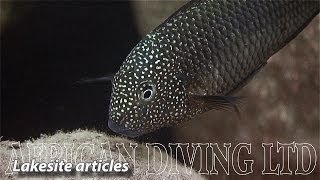 Lake Tanganyika Cichlids in the Wild HD 1080p [upl. by Koller109]