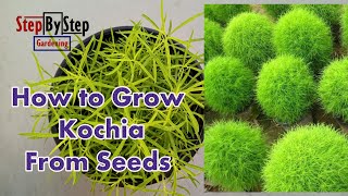 How to Grow Kochia From SeedsKochia plant propagation from seeds [upl. by Guglielma102]