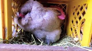 Lavender Ameraucana Chicken laying blue egg [upl. by Schnell]