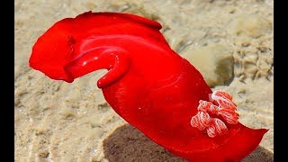 Facts The Spanish Dancer [upl. by Hafital633]