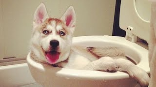 Husky doing husky things FUNNIEST Dogs [upl. by Gretna216]