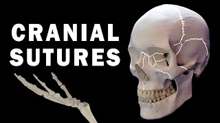 CRANIAL SUTURES ANATOMY [upl. by Yrred]