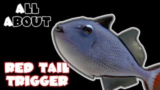 All About The Red Tail Triggerfish or Sargassum Triggerfish [upl. by Oxford]