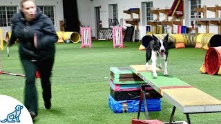 Dog Agility Training With Kayl McCann [upl. by Annoyek502]