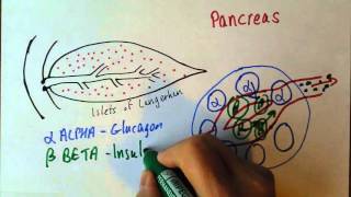 Endocrine 3 Pancreas insulin and glucagon [upl. by Eillil239]