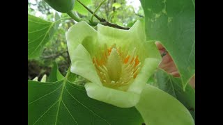 Liriodendron tulipifera tulip tree [upl. by Anastasie]