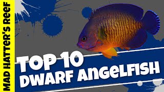 Top 10 Dwarf Angelfish [upl. by Negroj]