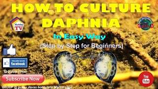 HOW TO CULTURE DAPHNIA In Easy Way [upl. by Klump519]