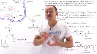 Defects in Urea Cycle and Hyperammonemia [upl. by Kneeland]