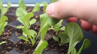 How to Grow Lettuce From Seed Indoors amp Harvest in One Month  LucasGrowsBest [upl. by Hyozo]