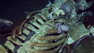 DEEPSEA FOOTAGE Scavenging Marine Life Devour Baleen Whale Remains  Oceana [upl. by Ignatia828]