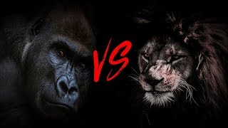 Gorilla Vs Lion Who Wins  A Definitive Science Backed Answer [upl. by Kcinemod925]