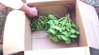 How to Store Geraniums Over Winter [upl. by Janerich]