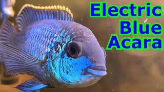 Electric Blue Acara  A Cichlid Care Guide [upl. by Able407]