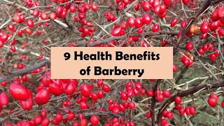 9 Health Benefits of Barberry [upl. by Stefano]