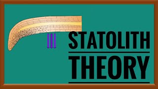 Statolith theory of Gravitropism  geotropism [upl. by Fen999]