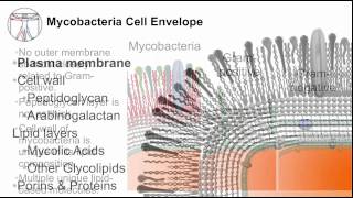 Tuberculosis Mycobacterial Cell Envelope [upl. by Kir]