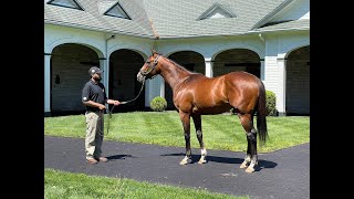 MyRacehorse quotBreeding Shedquot [upl. by Lenaj64]