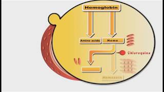 Antimalarial drugs animation Chloroquine [upl. by Soinski50]