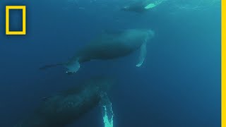 Humpback Whale Migration  Shark vs Whale [upl. by Galvin]