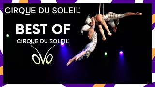 The Best of OVO  Cirque du Soleil [upl. by Canning]