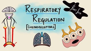 Respiratory Regulation  Part 2  Chemoreceptors  Chemical Regulation  Respiratory Physiology [upl. by Hau]