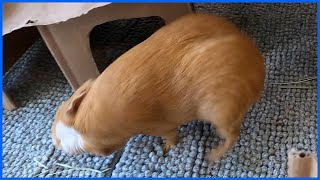 Hilarious guinea pig popcorning zoomies and rumblestrutting [upl. by Eceinhoj]