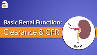 Basic Renal Function Clearance and GFR [upl. by Rengia]