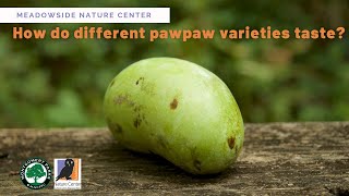 How do different pawpaw varieties taste [upl. by Llennyl]